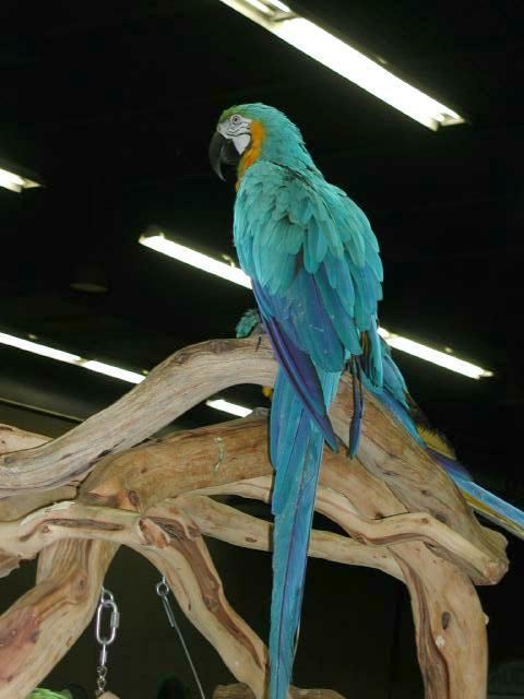 Ft Worth Bird Mart Pics