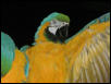 Ft Worth Bird Mart Pics