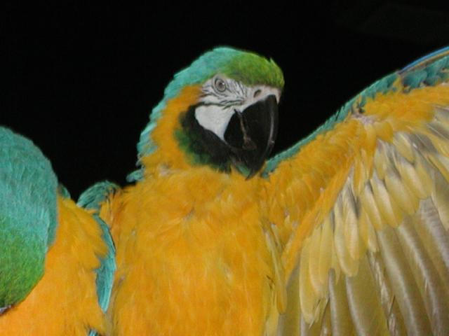 Ft Worth Bird Mart Pics