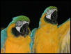 Ft Worth Bird Mart Pics