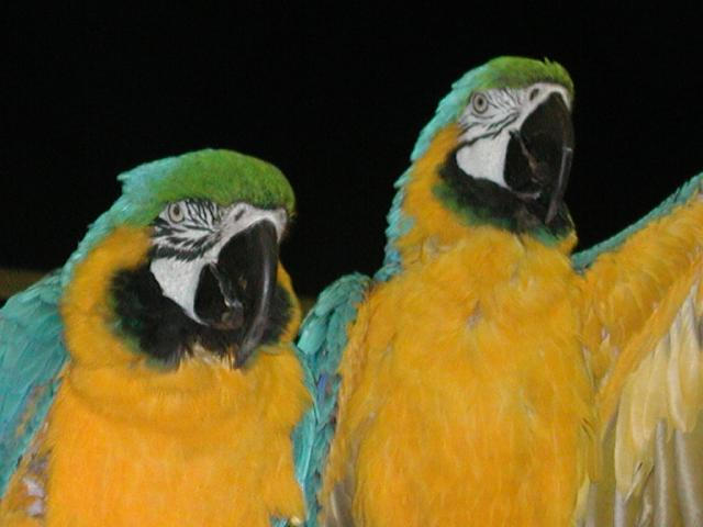 Ft Worth Bird Mart Pics
