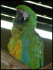 Ft Worth Bird Mart Pics