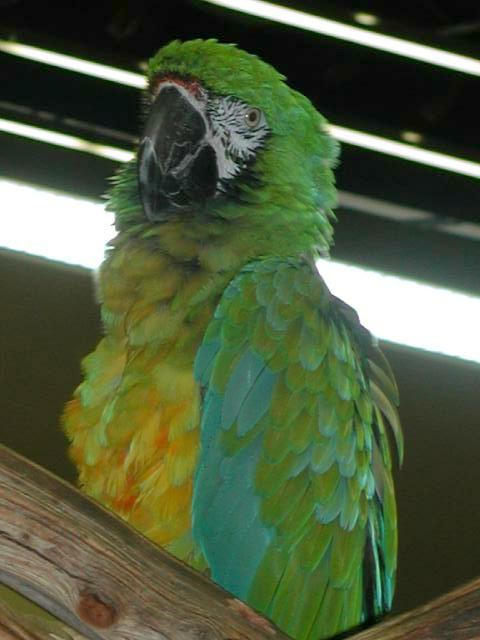 Ft Worth Bird Mart Pics
