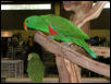 Ft Worth Bird Mart Pics
