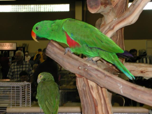 Ft Worth Bird Mart Pics