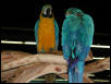 Ft Worth Bird Mart Pics
