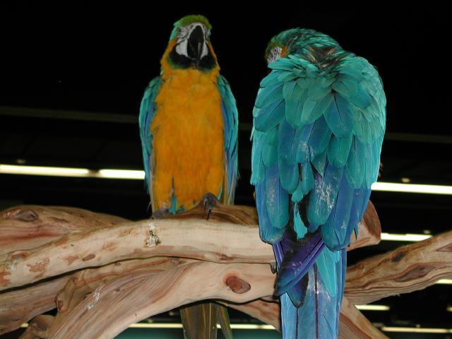 Ft Worth Bird Mart Pics