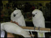 Ft Worth Bird Mart Pics