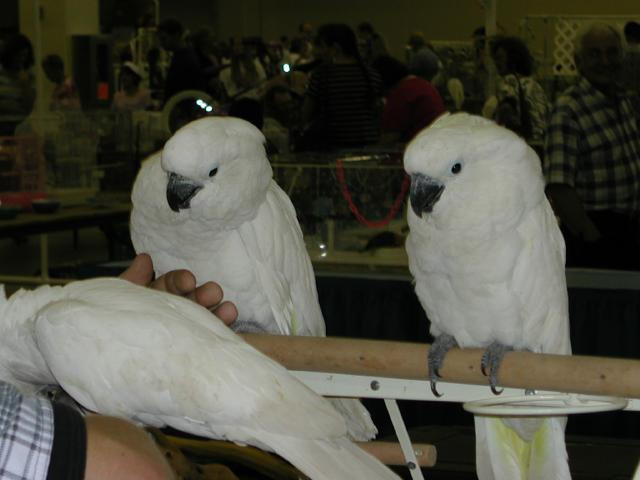 Ft Worth Bird Mart Pics