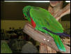 Ft Worth Bird Mart Pics
