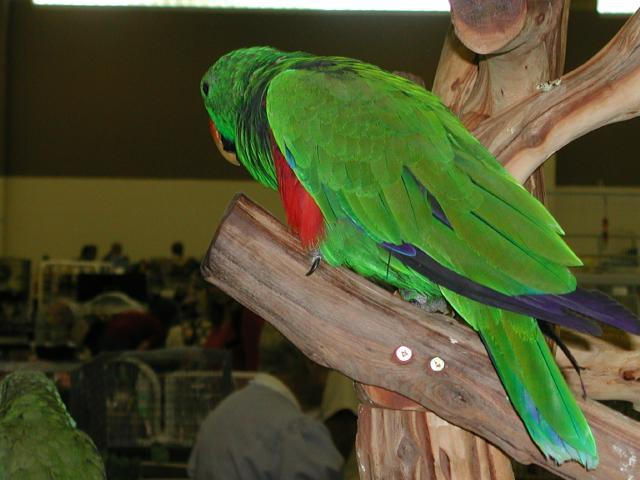 Ft Worth Bird Mart Pics