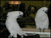 Ft Worth Bird Mart Pics