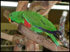 Ft Worth Bird Mart Pics
