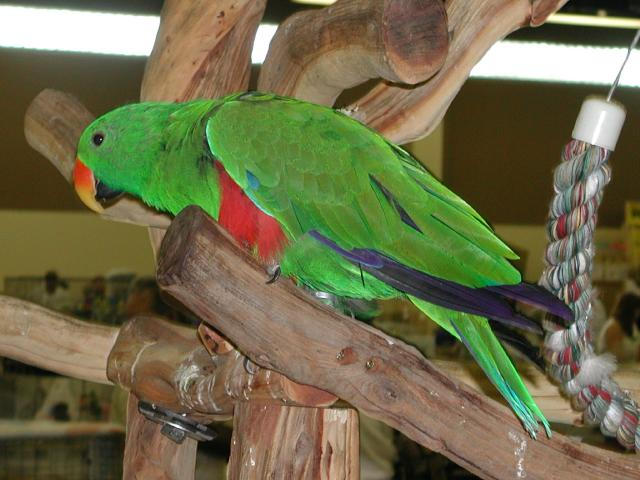Ft Worth Bird Mart Pics