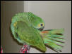 Ft Worth Bird Mart Pics
