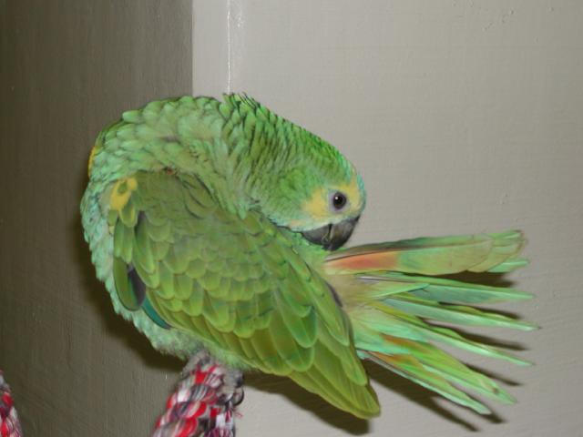 Ft Worth Bird Mart Pics