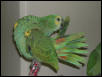 Ft Worth Bird Mart Pics