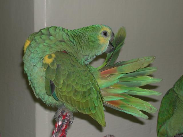 Ft Worth Bird Mart Pics