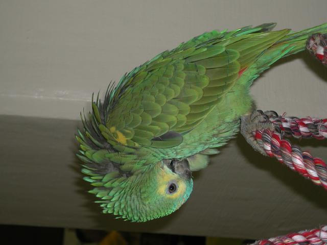 Ft Worth Bird Mart Pics