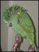 Ft Worth Bird Mart Pics