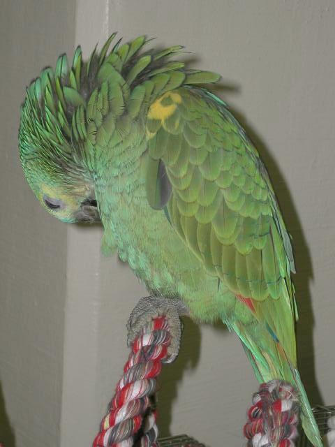 Ft Worth Bird Mart Pics