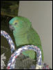 Ft Worth Bird Mart Pics