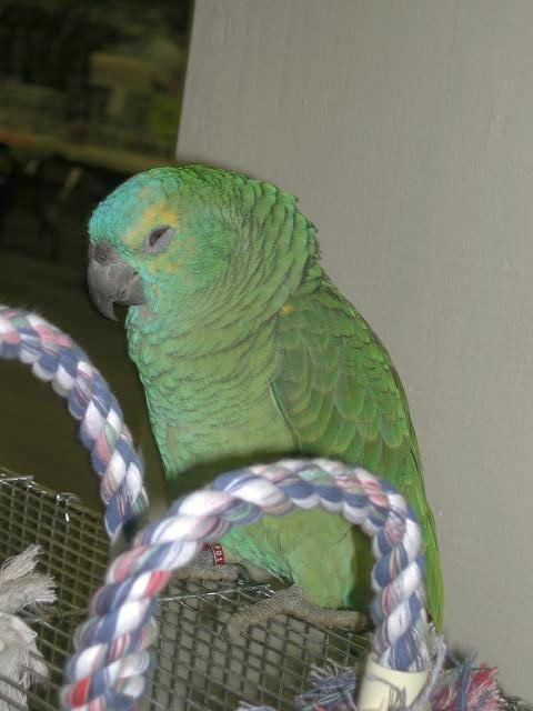 Ft Worth Bird Mart Pics