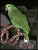 Ft Worth Bird Mart Pics