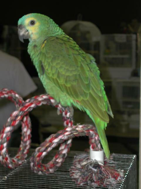 Ft Worth Bird Mart Pics