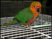 Ft Worth Bird Mart Pics