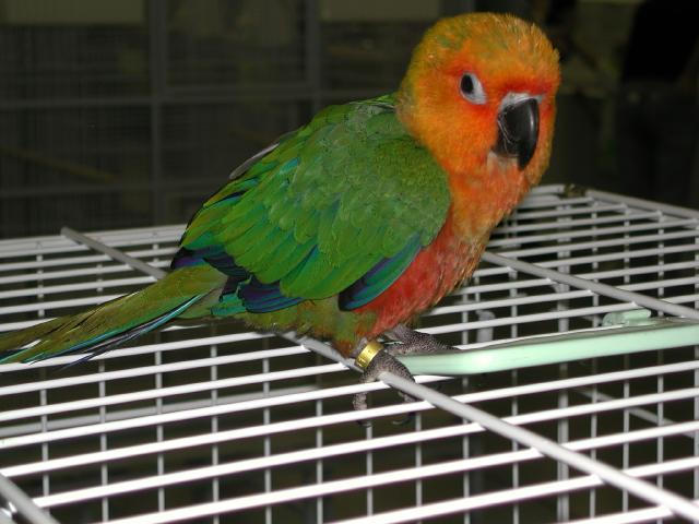 Ft Worth Bird Mart Pics