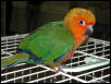 Ft Worth Bird Mart Pics