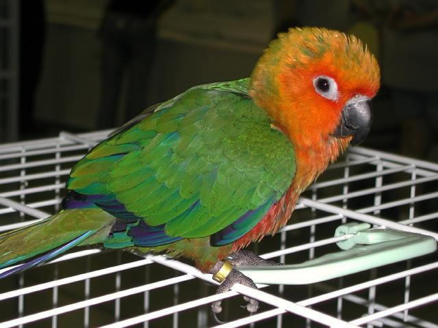 Ft Worth Bird Mart Pics