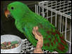 Ft Worth Bird Mart Pics