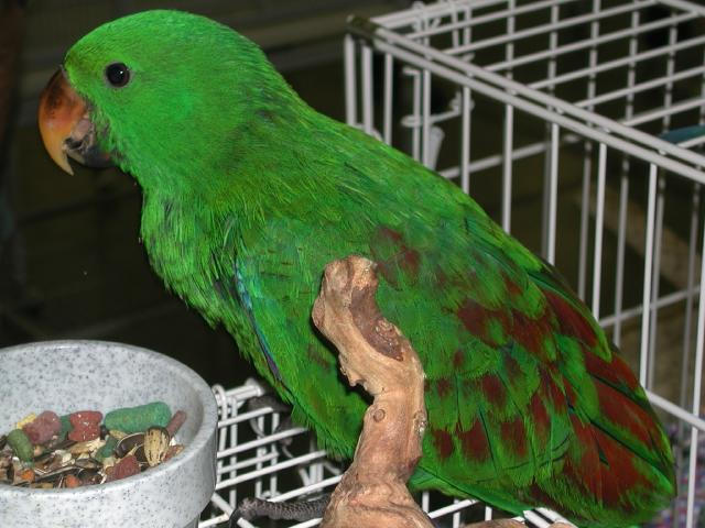 Ft Worth Bird Mart Pics
