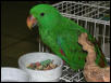 Ft Worth Bird Mart Pics