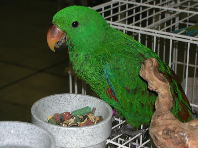 Ft Worth Bird Mart Pics