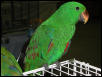 Ft Worth Bird Mart Pics