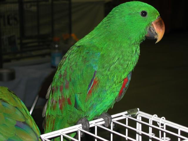 Ft Worth Bird Mart Pics