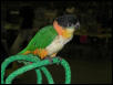 Ft Worth Bird Mart Pics