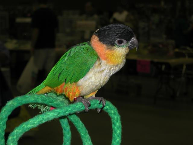 Ft Worth Bird Mart Pics
