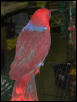 Ft Worth Bird Mart Pics