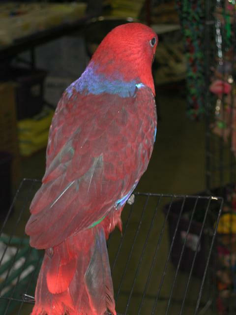 Ft Worth Bird Mart Pics