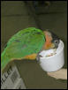 Ft Worth Bird Mart Pics