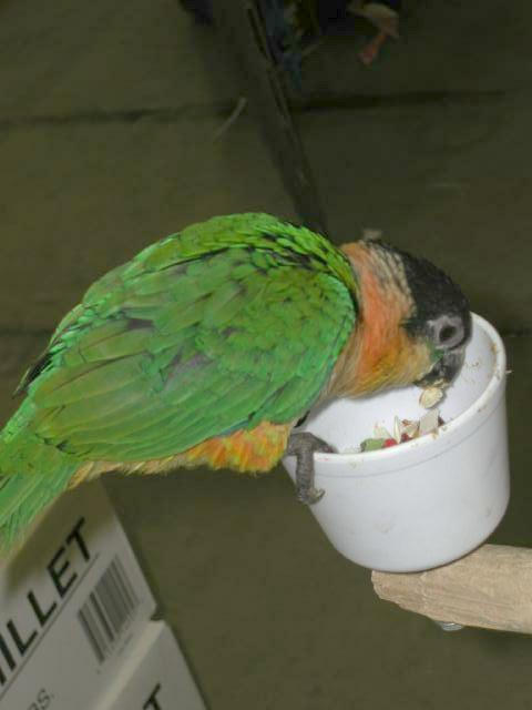Ft Worth Bird Mart Pics