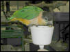 Ft Worth Bird Mart Pics