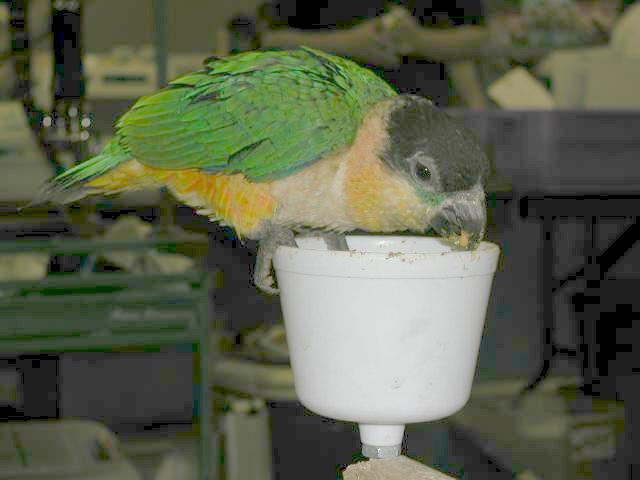 Ft Worth Bird Mart Pics