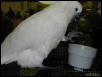 Ft Worth Bird Mart Pics