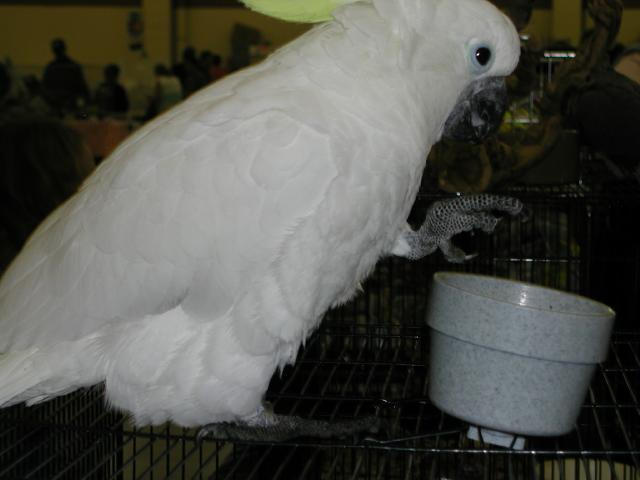 Ft Worth Bird Mart Pics