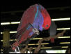 Ft Worth Bird Mart Pics